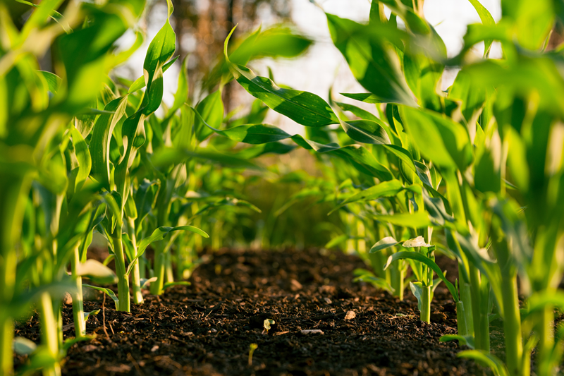 plants growing in soil